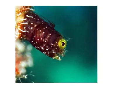 Spinyhead Blenny