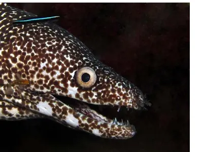 Spotted Moray