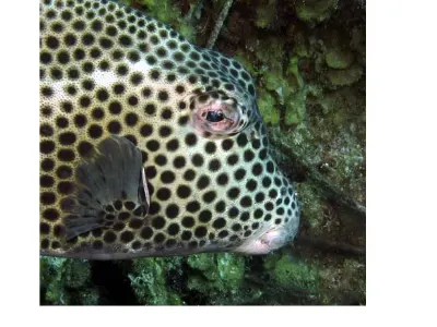 Spotted Trunkfish