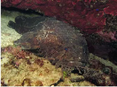 Toadfish Full Body