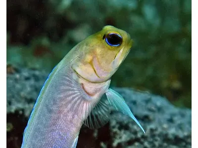 Yellowhead Jawfish