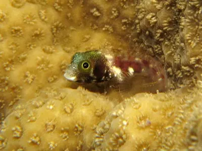 Blenny Bravado