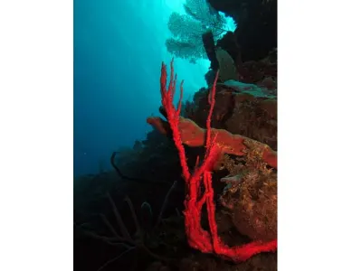 Coral Scene