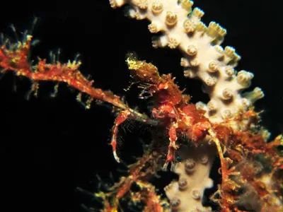 Decorator Crab