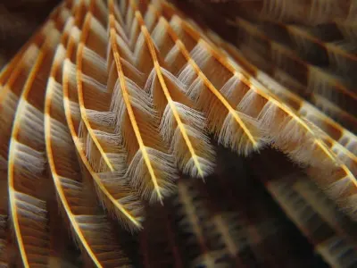 Featherduster Worm