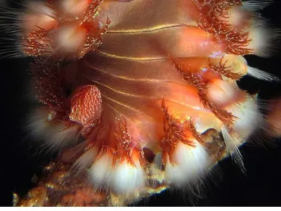 Fireworm
