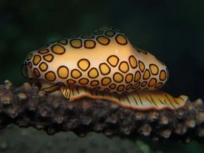 Flamingo Tongue Snail