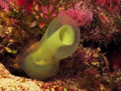 Green Tube Tunicate