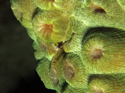 Hiding Blenny
