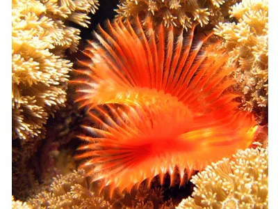 Horseshoe Featheduster Worm