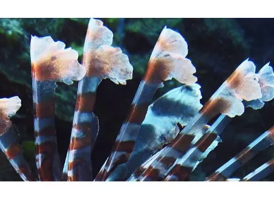 Lion Fish Spines
