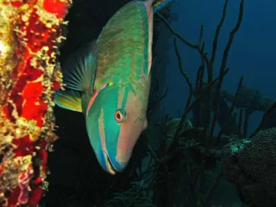 Parrotfish
