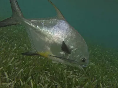 Permit and Remora