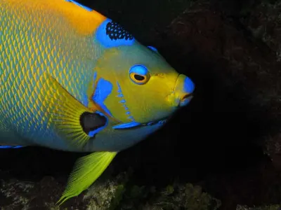 Queen Angelfish