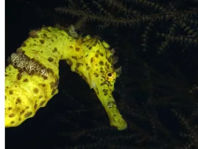 Seahorse