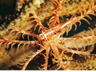Shrimp on Swimming Crinoid