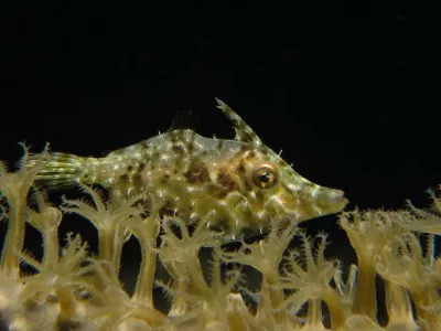 Slender Filefish