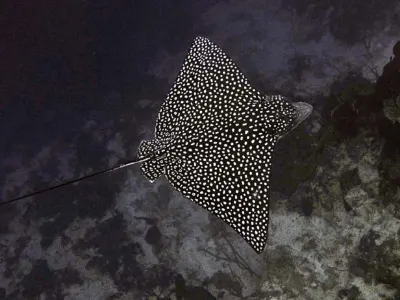 Spotted Eagle Ray