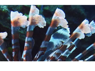 Venonmous Spines