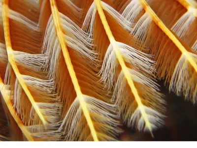 Worm Macro