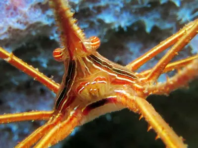 Yellow Line Arrow Crab
