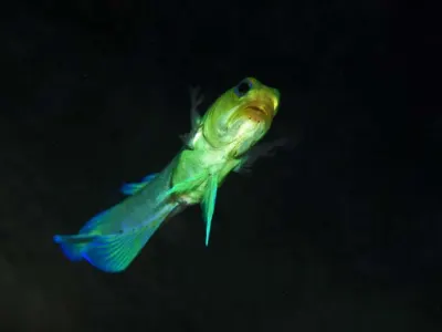 Yellowheaded Jawfish