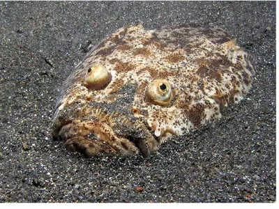 Stargazer Rising from Sand