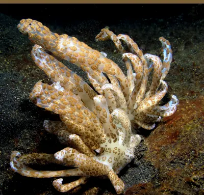 Solar Power Nudibranch