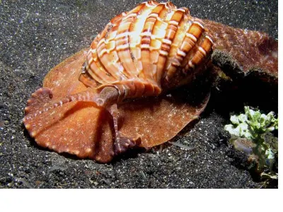 Eye Of The Snail