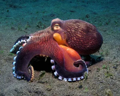 Coconut Octopus