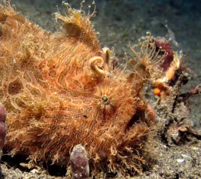 Hairy FFrogfish
