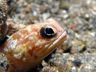 Jawfish