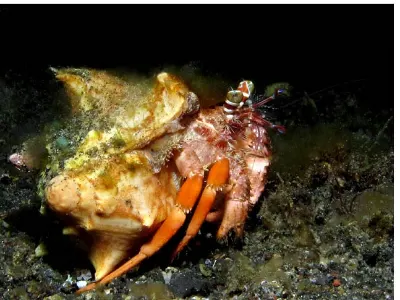 Hermit Crab