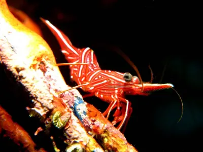 Longbeak Shrimp