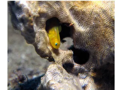 Lemon Goby