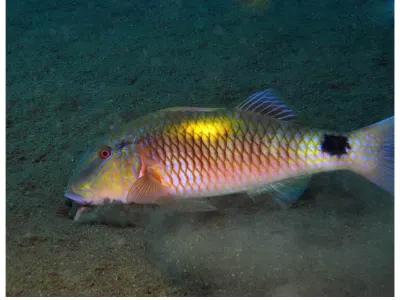 Goatfish Feeding