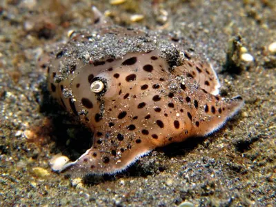 Euselenops luniceps Slug