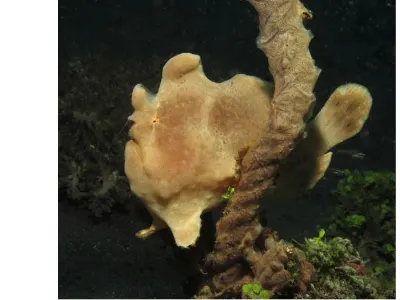 FFrogfish