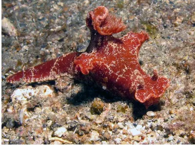 Ceratosoma Nudibranch