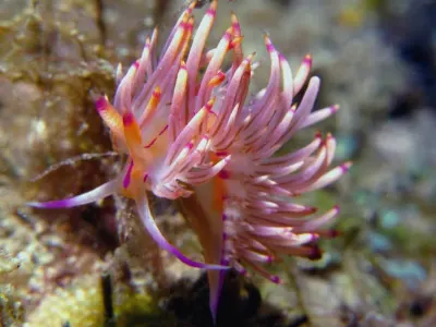 Flabellina Nudi