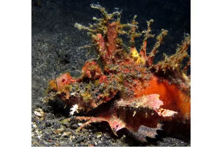 Devil Scorpionfish