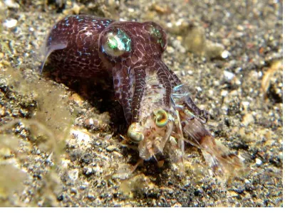 Bobtail Squid Nabs Shrimp