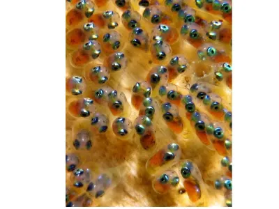 Clownfish Embryos
