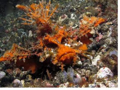 Devil Scorpionfish