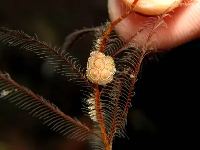 Doughnut Nudibranch