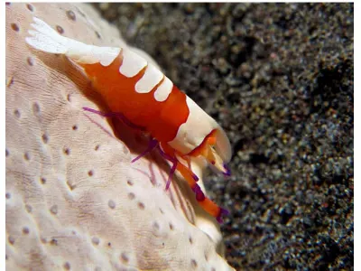 Emperor Shrimp