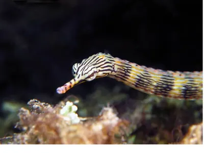 Network Pipefish