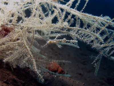Ornate Ghost Pipefish