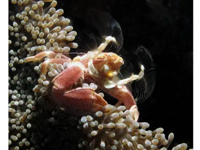 Porcelain Crab Feeding