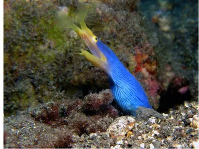 Ribbon Eel